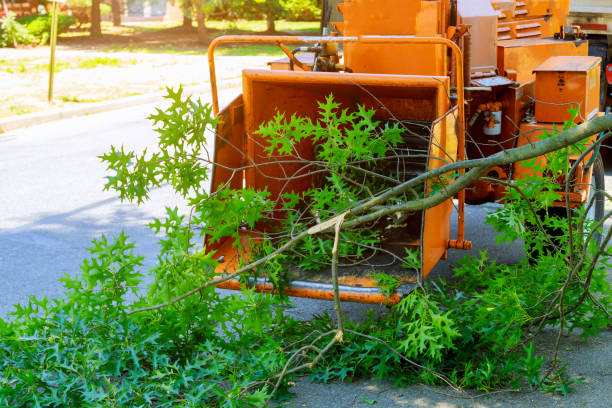 Best Arborist Services Near Me  in USA